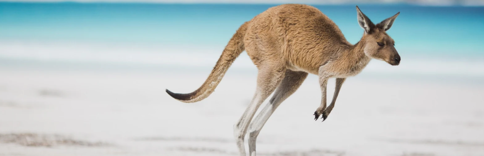 Kangaroo Kangaroo