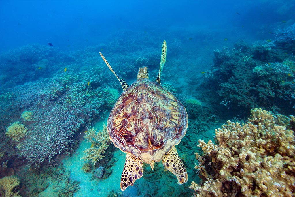 Turtle in the Great Barrier Reef Turtle in the Great Barrier Reef