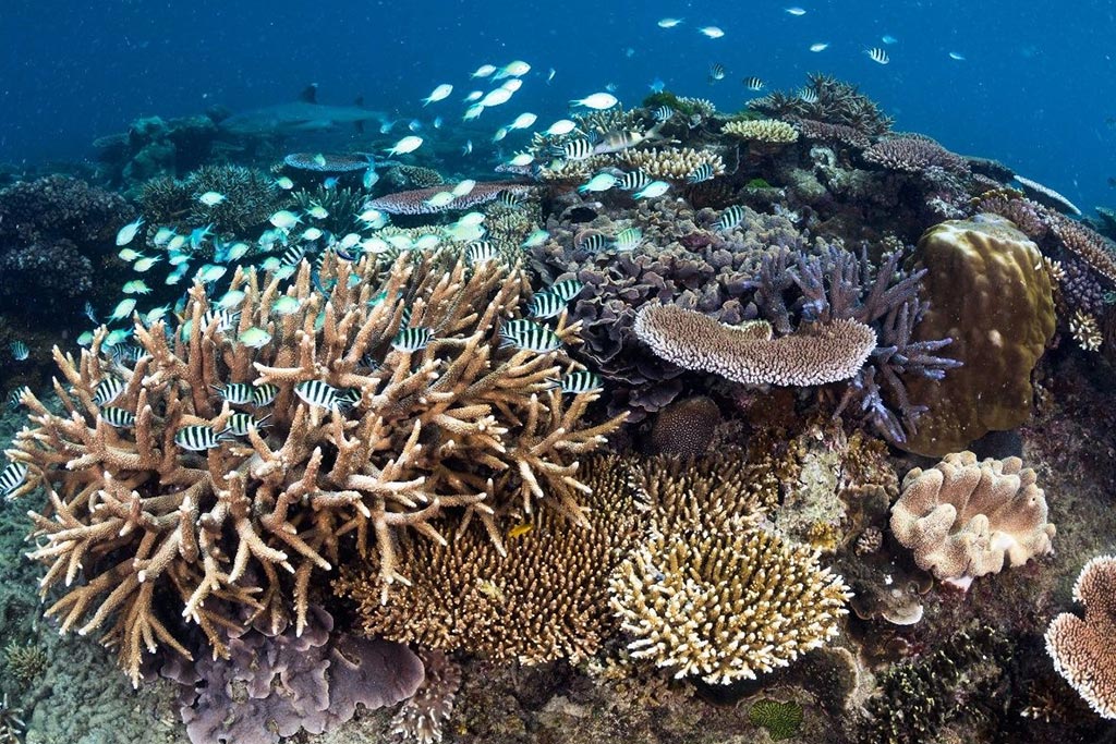 Coral at the Great Barrier Reef Coral at the Great Barrier Reef