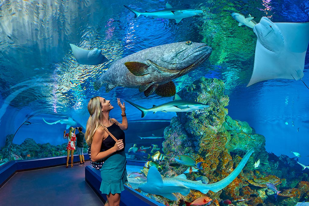 Cairns Aquarium- An aquatic world awaits Cairns Aquarium- An aquatic world awaits